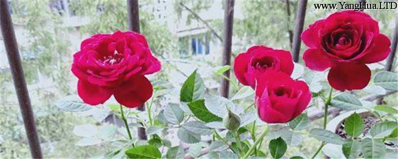 玫瑰花種植方法，玫瑰圖片