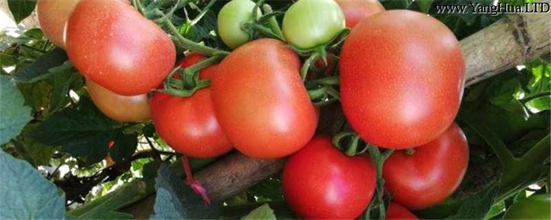 西紅柿種植方法，西紅柿價格