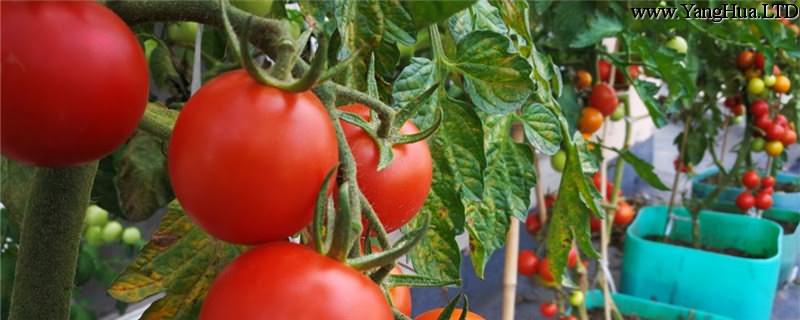番茄種植方法，番茄圖片