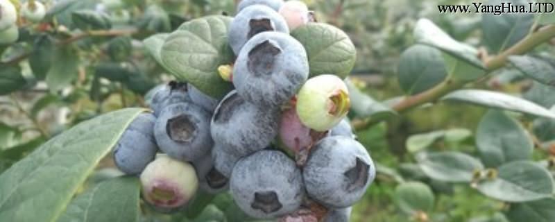 藍莓種植方法，藍莓圖片