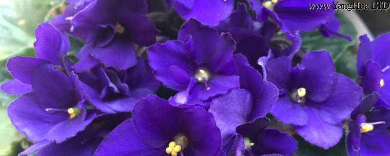 紫羅蘭怎麼養，紫羅蘭的花語