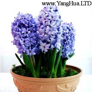 紫色風信子盆栽