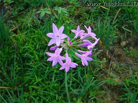 紫嬌花的繁殖方法