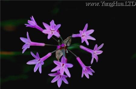 紫嬌花的繁殖方法
