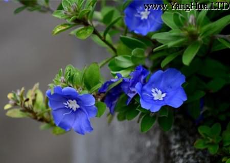 藍星花選種