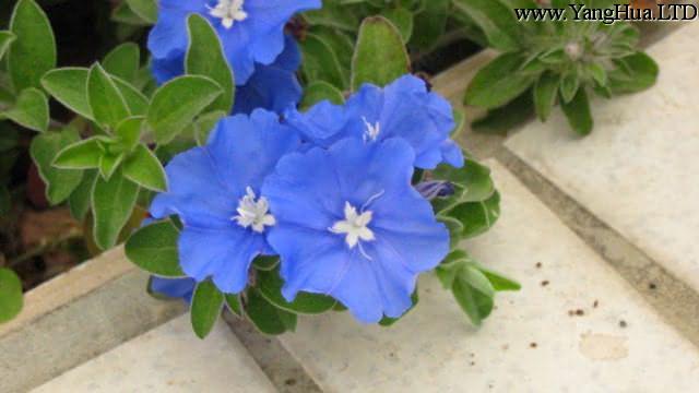 藍星花怎麼播種