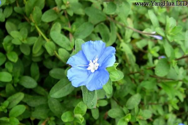藍星花的四季養護要點