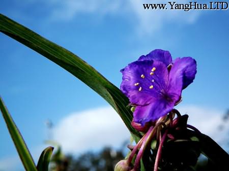 紫露草的扦插繁殖時間