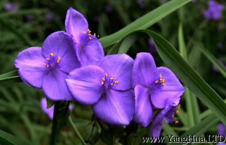 紫露草的春夏養護
