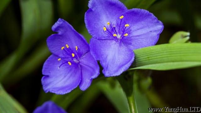 紫露草的四季養護要點