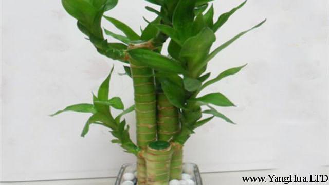 水培蓮花竹怎麼養