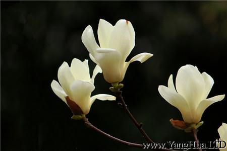 白玉蘭花