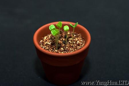 植物生長階段