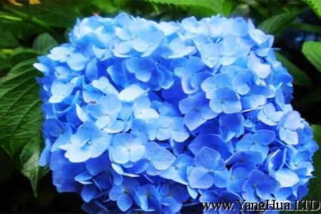 藍色八仙花的選種技巧