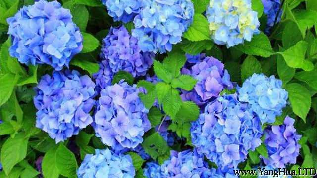 繡球怎麼開藍色花