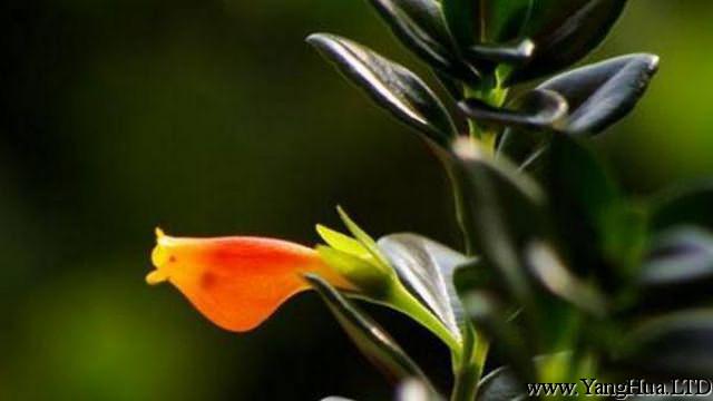金魚吊蘭什麼時候開花