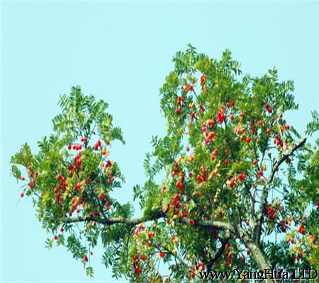 紅豆杉