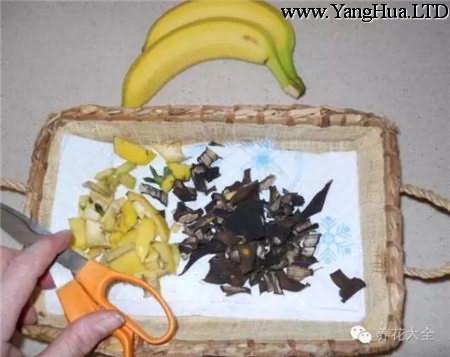 香蕉皮剪碎