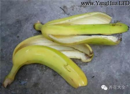 香蕉皮剁碎