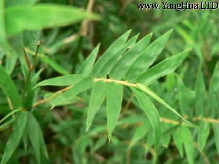 鳳尾竹的繁殖