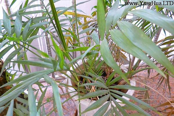 鳳尾竹的繁殖方法