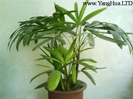 棕竹的播種繁殖