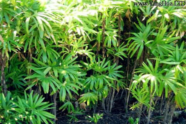 棕竹怎麼繁殖