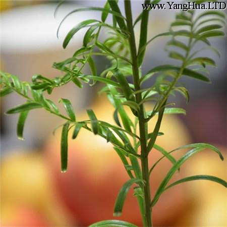 紅豆杉扦插繁殖的方法