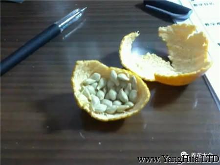 橘子籽