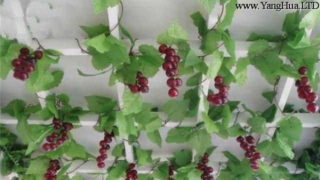 陽台盆栽葡萄怎麼修剪