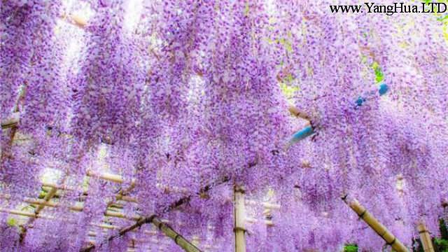 紫籐種子怎麼種