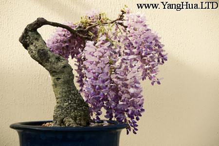 盆栽紫籐的圖片