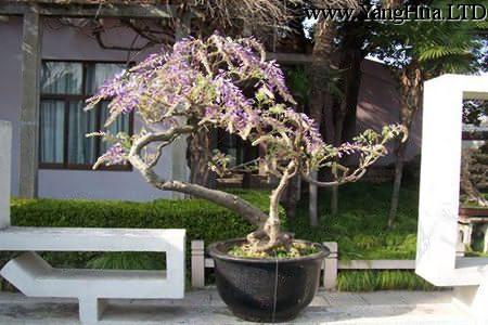 盆栽紫籐花的圖片