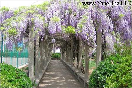 庭院紫籐花的圖片