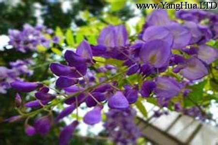 紫籐花盛開的圖片