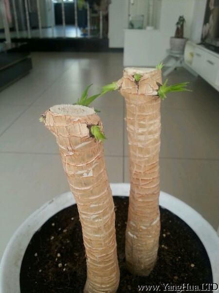 龍血樹發芽生長的過程
