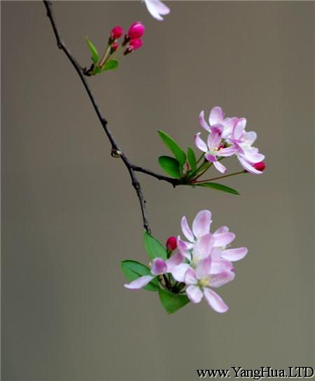 垂枝海棠什麼時候開花