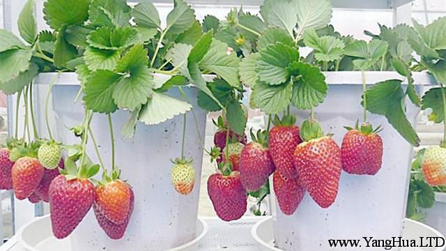盆栽草莓怎麼施肥