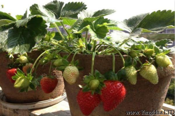陽台草莓播種及養護注意事項