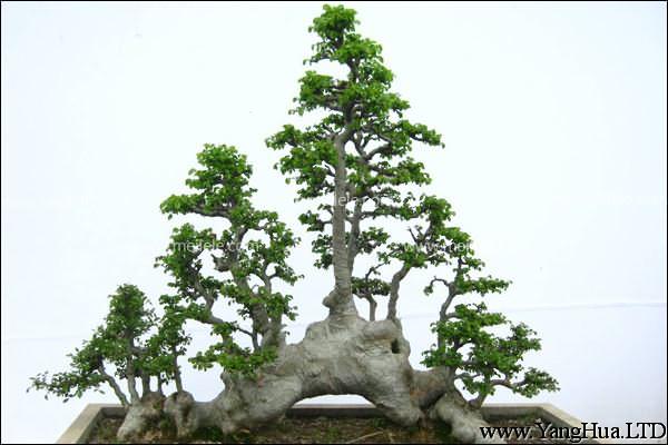榆樹盆景怎麼移栽