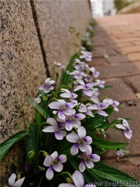 紫花地丁的移栽