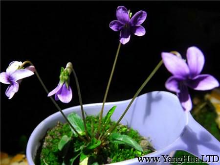紫花地丁的播種