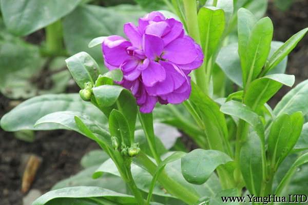 紫羅蘭四季都開花的技巧