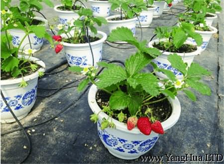 草莓開花時要施肥嗎