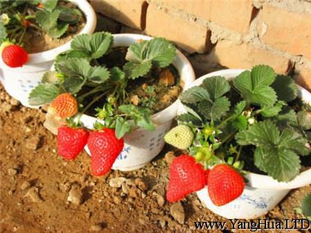 草莓結果期的養殖方法