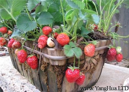 草莓種子催芽