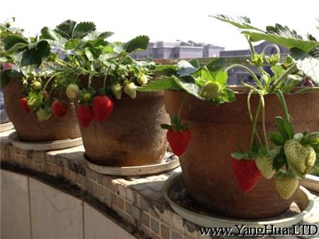 草莓種子播種方法