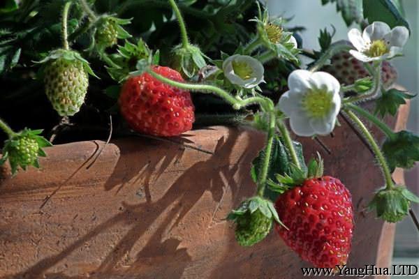 陽台草莓種子怎麼播種