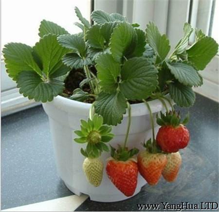 草莓夏季的養護要訣