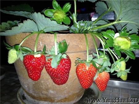草莓夏季休眠的養護